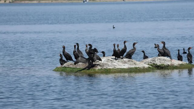 Group of cormorants resting on the water.