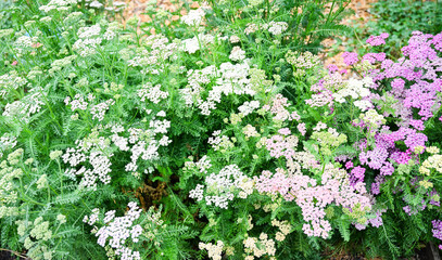 Pink and White Achillea Yarrow Flowers © Anna Hoychuk