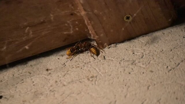A night macro shot of two European hornets briefly resting near an outdoor lamp, showcasing a subtle and quick defensive stinger extension at the end of the clip.
