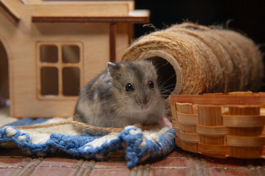 Small hamster explores cozy home setup with toys and tunnel in a living room scene