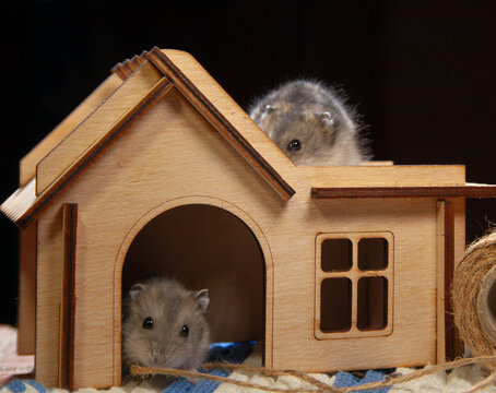 Two hamsters play near a wooden house and a colorful ball in a cozy setting