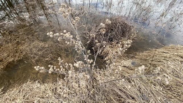 Dried wild burdock seed heads on brown thorny stalks standing in a winter forest ravine with bare trees and light snow.