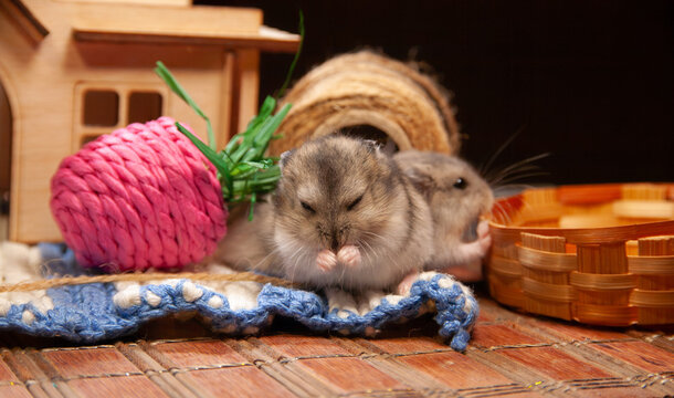 Two hamsters play near a wooden house and a colorful ball in a cozy setting