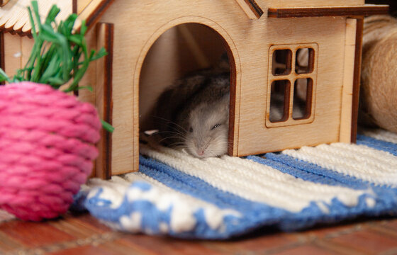 Bunny rests inside a small wooden house on a blue and white rug