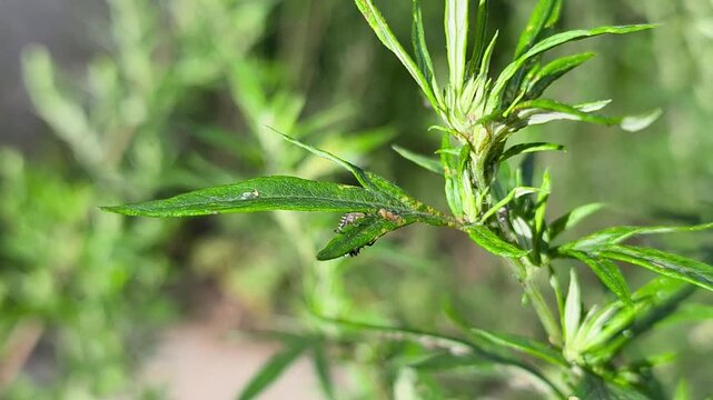 Detailed video of a ladybug larva feeding on aphids on a green plant stem. Natural biological pest control in a garden and wild environment. Video of Ladybug Larva on Aphid-Infested Plant.