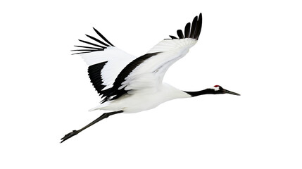 Red-crowned crane with black wing tips, isolated on transparent background © STUDIOP
