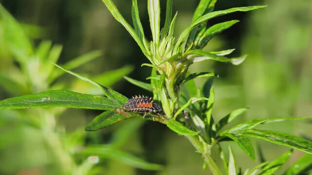 Detailed video of a ladybug larva feeding on aphids on a green plant stem. Natural biological pest control in a garden and wild environment. Video of Ladybug Larva on Aphid-Infested Plant.