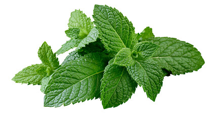Fresh green mint leaves aromatic herb for culinary use, isolated on transparent background © STUDIOP