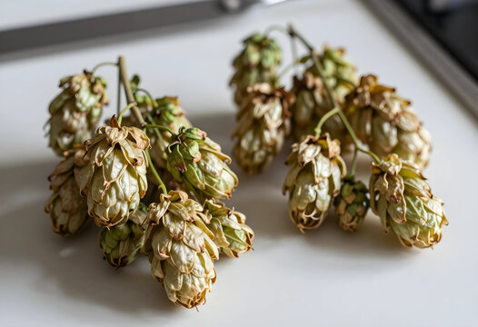 Dried hop cones on a branch, brewing ingredient for craft beer production, natural plant for herbal medicine and aromatherapy