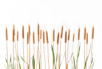 Obraz premium Golden millet stalks with green leaves agriculture and harvest concept natural grain food ingredient isolated on a white background