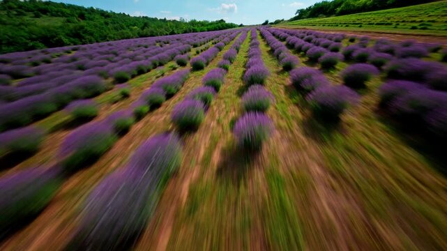 FPV aerial view of rows of blooming lavender in the rolling hills of Fruska Gora, Serbia.