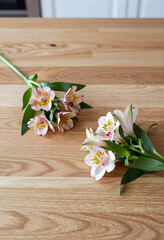 Obraz premium Pink and white alstroemeria flowers with green leaves on a light wooden table, natural floral decoration, the natural floral decoration provides a fresh and elegant aesthetic