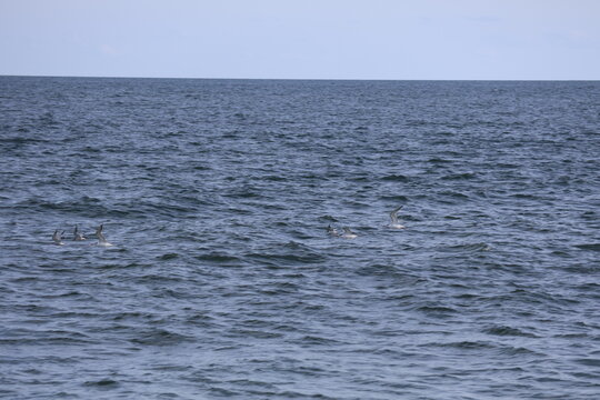 Sandpipers and seagulls take flight over the coast of Cape May New Jersey.