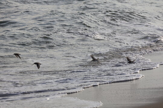Sandpipers taking to the sky along the shoreline of Cape May New Jersey.