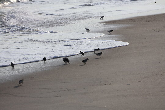 A flock of sandpipers scavenge along the shoreline for food.
