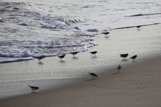 A flock of sandpipers scavenge along the shoreline for food.