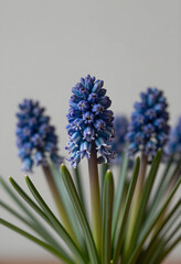 Fototapeta premium Close up of blue grape hyacinth flowers with green leaves, spring season and gardening