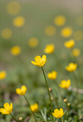 Obraz premium Yellow buttercup flower in a field of green grass with blurred background bokeh, spring nature and growth