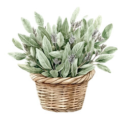 Obraz premium Sage Bouquet In A Basket, colorful watercolor painting with bold outlines, isolated on a white background.