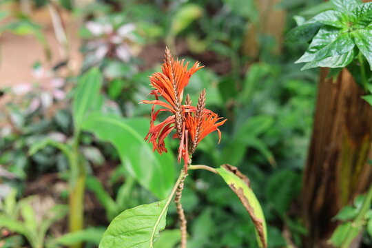 Aph&eacute;landre rouge Aphelandra arborea aux fleurs orange tropicales