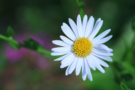 Fleur blanche de la famille des Ast&eacute;rac&eacute;es sur fond vert flou