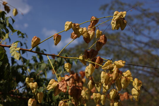 Capsules en forme de lanternes du savonnier de Chine sous un ciel bleu