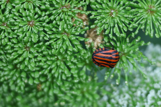 Punaise arlequin Graphosoma italicum sur une plante ombellif&egrave;re