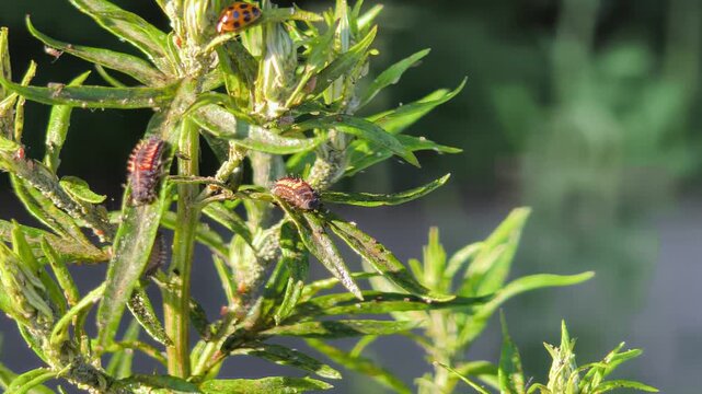 Detailed video of a ladybug larva feeding on aphids on a green plant stem. Natural biological pest control in a garden and wild environment. Video of Ladybug Larva on Aphid-Infested Plant.
