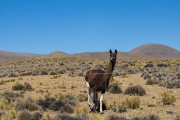 Obraz premium Llama grazing in the highlands of Arequipa, Peru