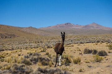 Obraz premium Llama grazing in the highlands of Arequipa, Peru