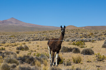 Obraz premium Llama grazing in the highlands of Arequipa, Peru