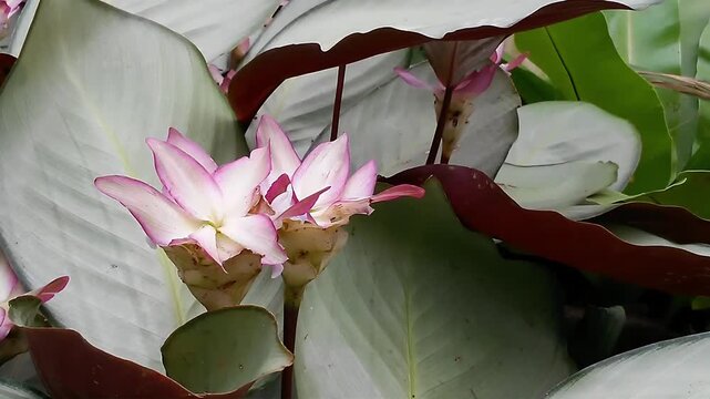 A horizontal Full HD super close-up shot focusing on a fully bloomed Calathea loeseneri flower, showcasing the beautiful white and bright pink edges of its petals nestled.