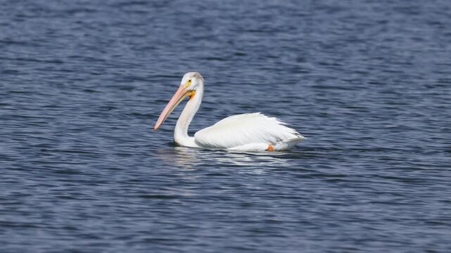American white pelican calmly swimming on the water &ndash; very close view.