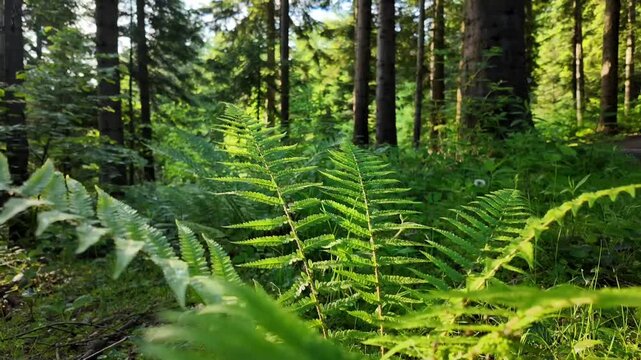 fern in the forest