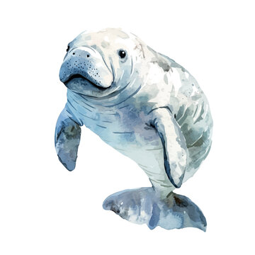 Manatee, beautiful watercolor illustration, isolated on a white background, soft and delicate colors.