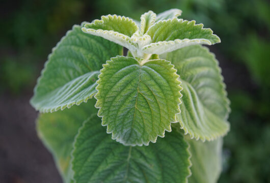 A detailed close-up of Plectranthus &lsquo;Mount Carbine&rsquo;, an ornamental, lemon-scented foliage plant with attractive variegated leaves.