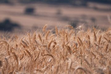 Fototapeta premium Golden Wheat Field Ready for Harvest in Countryside