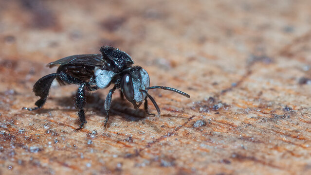 Tetragonula sapiens - Far North Queensland Bee