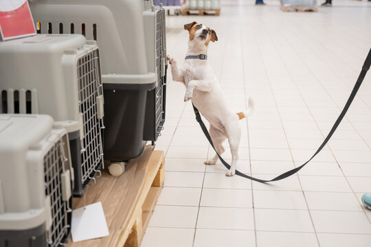 A Jack Russell Terrier chooses a travel box at a shopping mall.