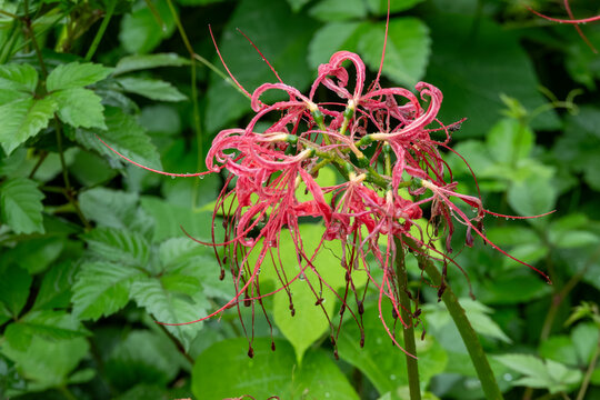 Vibrant Red Spider Lily Flowers Adorned with Raindrops