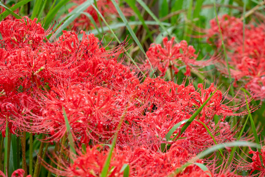 Vibrant Red Spider Lilies with Dewdrops After Rain