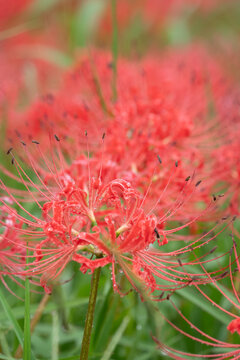 Beautiful Red Spider Lilies with Water Droplets After Rain