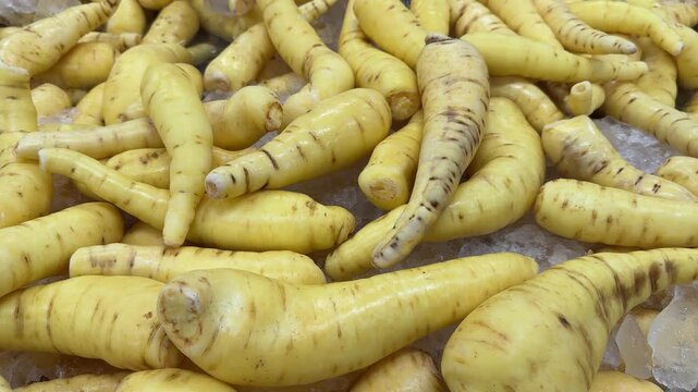 Fresh arracacha roots displayed for sale in the vegetable section of a supermarket or grocery store