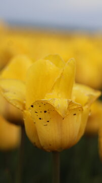 yellow flower