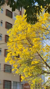 Arvore de ip&ecirc; amarelo em Teresina