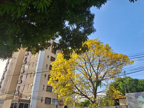 Arvore de ip&ecirc; amarelo em Teresina