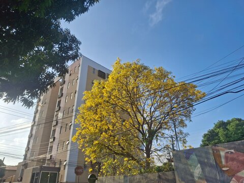 Arvore de ip&ecirc; amarelo em Teresina