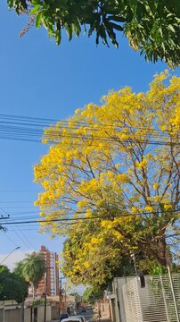 Arvore de ip&ecirc; amarelo em Teresina