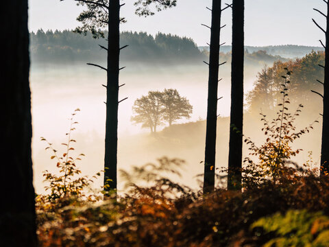 Misty autumn morning landscape with fog and trees silhouettes peaceful