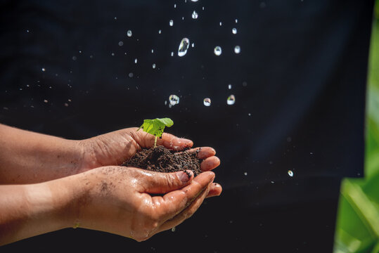 Hand holding sapling tree seedling sustainable green environment social governance ESG concepts. Farmer hands holding growth small tree life beginnings. Sustainable Green Business responsibility.